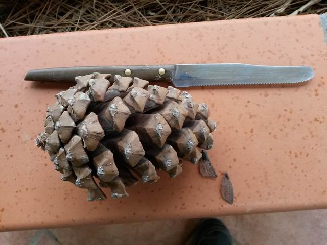 Pinus canariensis ?